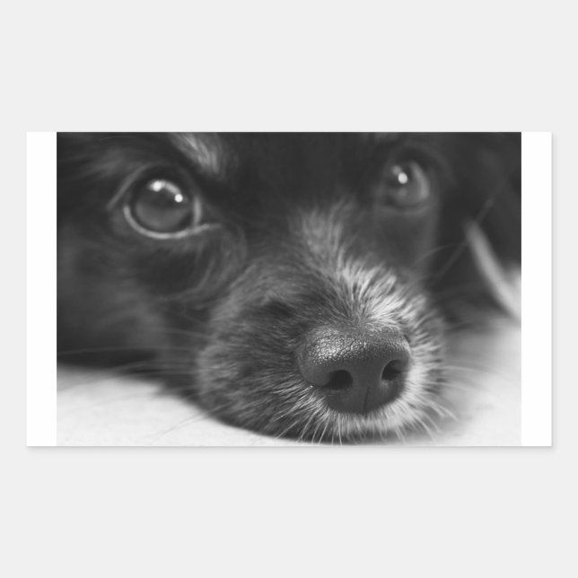 papillon face rectangular sticker (Front)