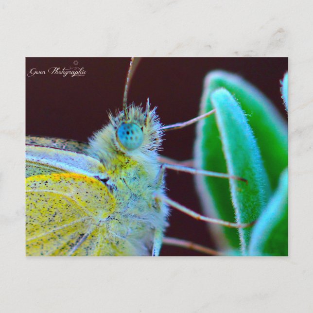 Papillon Gwen Photographie Postcard (Front)