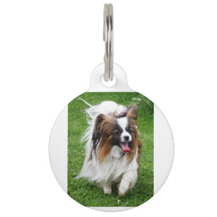 Papillon_in motion pet tag