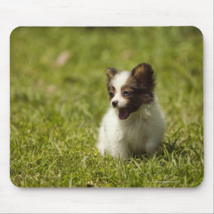 Papillon Mouse Pad