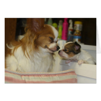 Papillon Mum and Baby