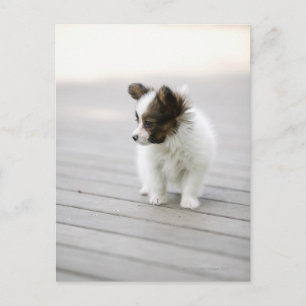 Papillon Postcard