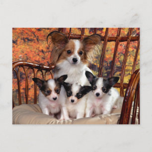 Papillon puppies with mum postcard