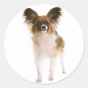 Papillon Puppy Dog - Love Puppies, Hello Classic Round Sticker