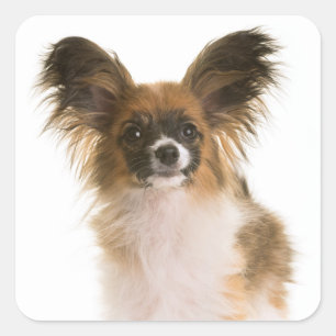 Papillon Puppy Dog - Love Puppies, Hello Square Sticker