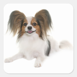 Papillon Puppy Dog - Love Puppies, Hello Square Sticker