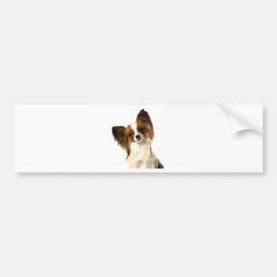 Papillon puppy Isolated on editable Background Pil Bumper Sticker