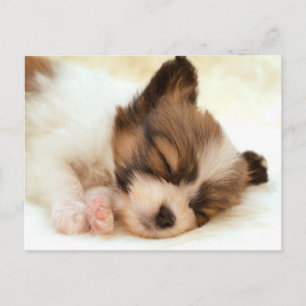 Papillon puppy postcard