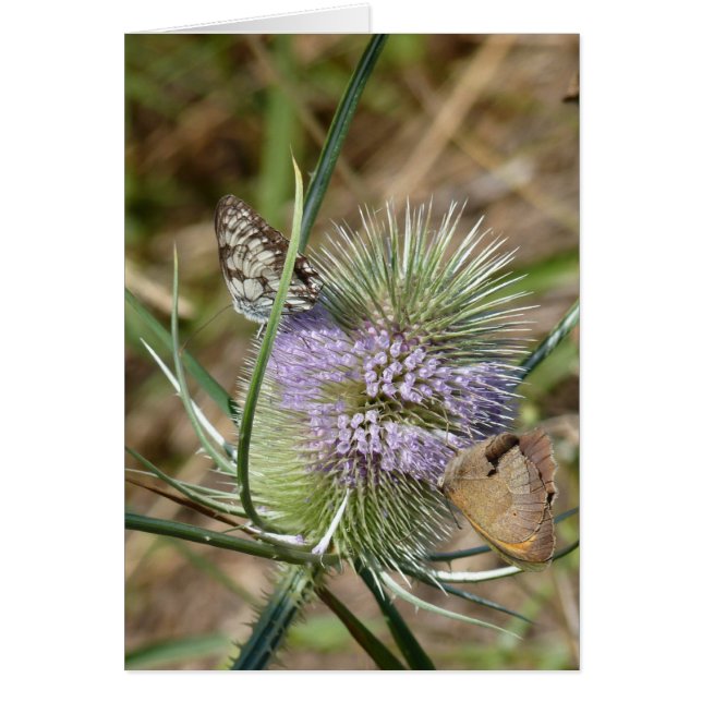 Papillons (Front)