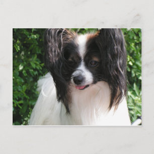 Papillons Postcard