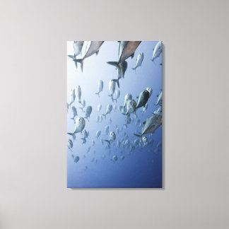 Papua New Guinea Canvas Print