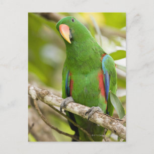 Papua New Guinea, Oro Province 2 Postcard