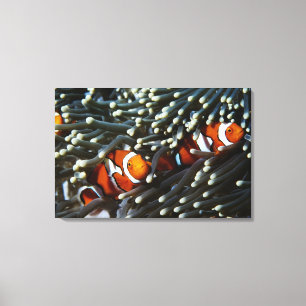 Papua New Guinea, two false clown anemonefish Canvas Print