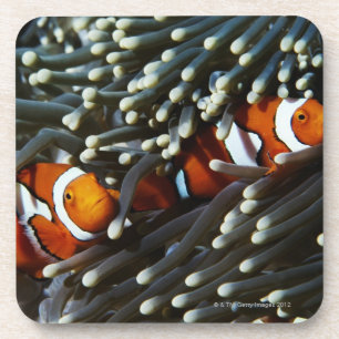 Papua New Guinea, two false clown anemonefish Coaster