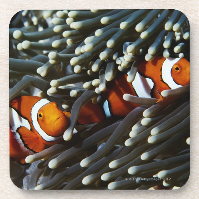Papua New Guinea, two false clown anemonefish Coaster (Front)