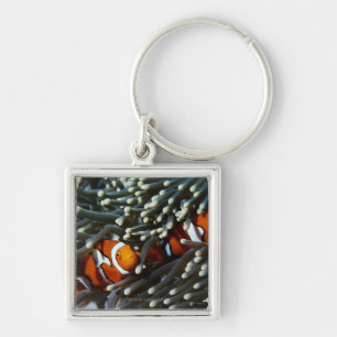 Papua New Guinea, two false clown anemonefish Key Ring
