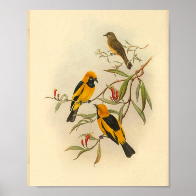 Papuan Yellow Flycatcher Bird Vintage Print (Front)