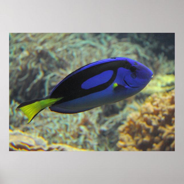 Paracanthurus hepatus poster (Front)