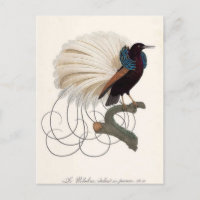 Paradise Bird Postcard