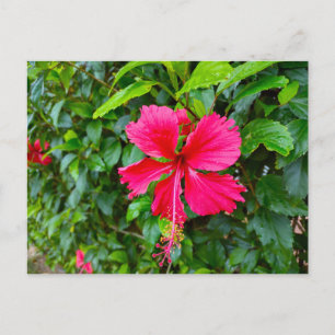 PARADISE FLOWER POSTCARD