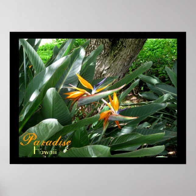 Paradise Hawaii Poster (Front)