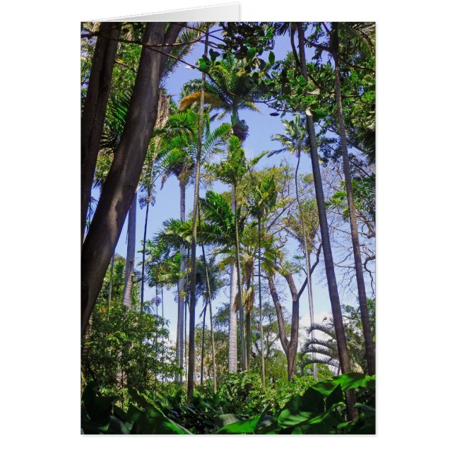 Paradise Palms (Front)