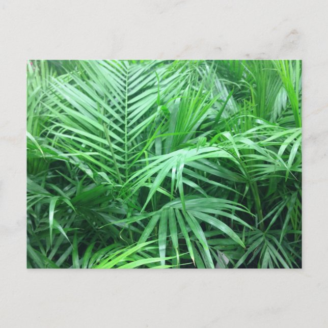 Paradise Palms Postcard (Front)