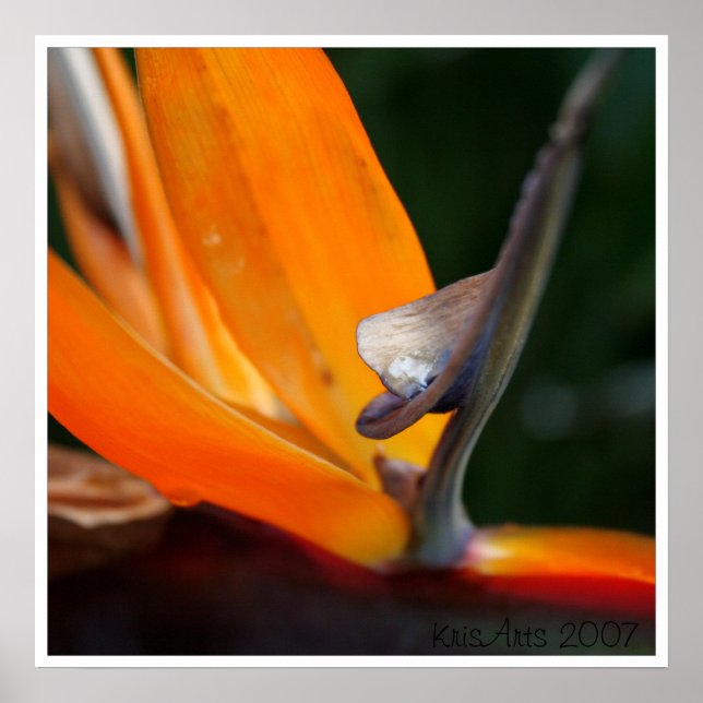 Paradise up close poster (Front)