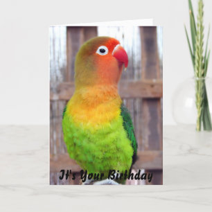 Parakeet Birthday card