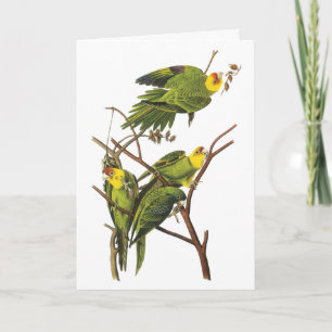 Parakeet - by John Audubon Holiday Card