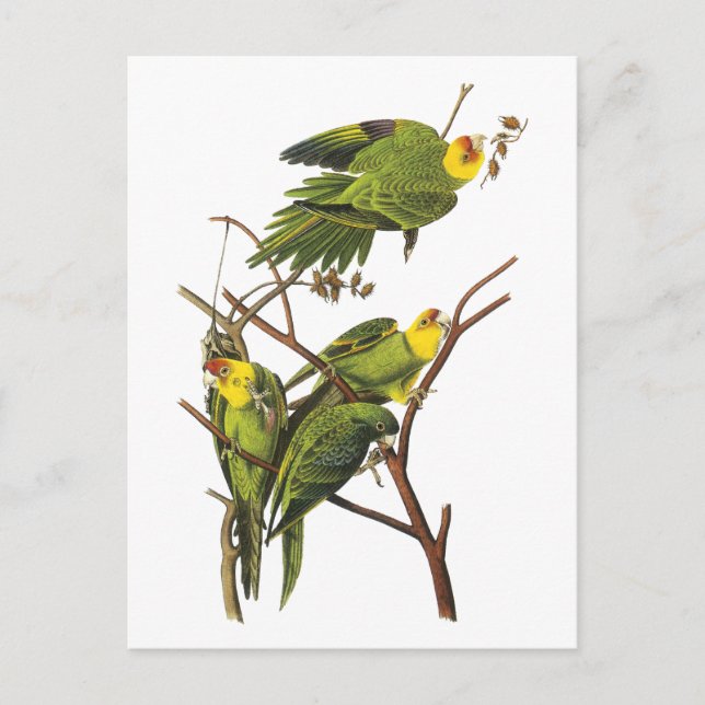 Parakeet - by John Audubon Postcard (Front)
