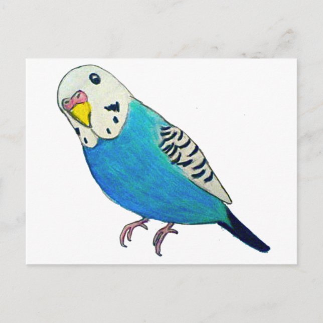 Parakeet Drawing Postcard (Front)