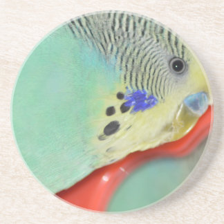 Parakeet looking in mirror coaster