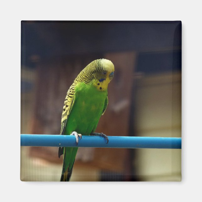 Parakeet Magnet (Front)