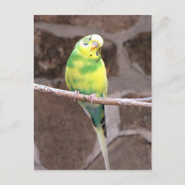 parakeet on a limb postcard (Front)