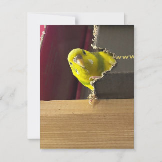 Parakeet Peek a boo Postcard