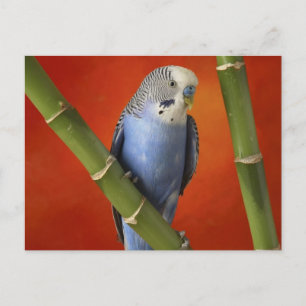 parakeet postcard