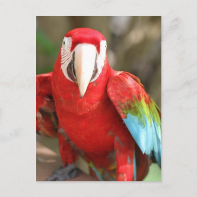 Parakeet Postcard (Front)