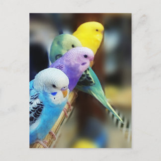 Parakeets Postcard