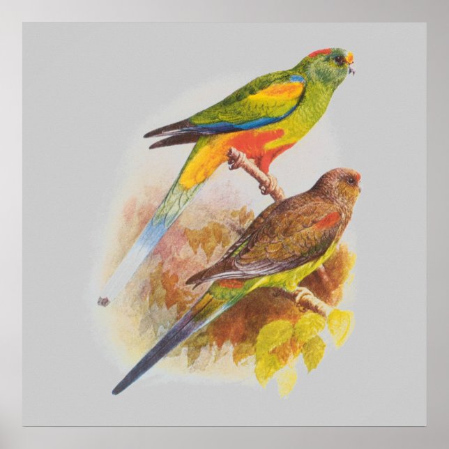 Parakeets Poster (Front)