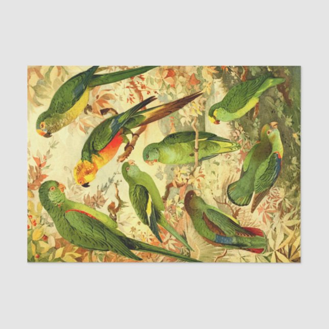 Parakeets  tissue paper (Front)