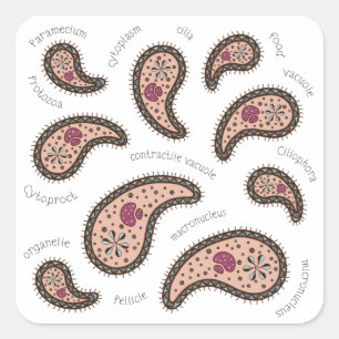 Paramecia Paisley Biology Science Microbe White Square Sticker