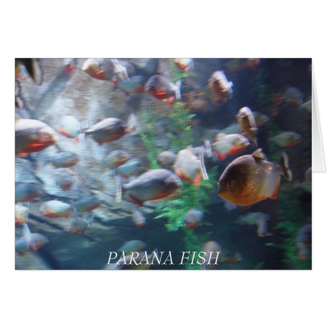 Parana (Front Horizontal)