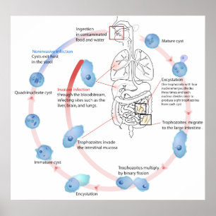 Parasitic Protozoan Entamoeba Histolytica Diagram Poster