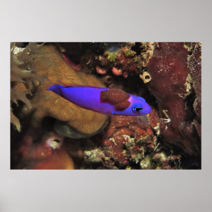 Parasitised Indigo Blenny Poster