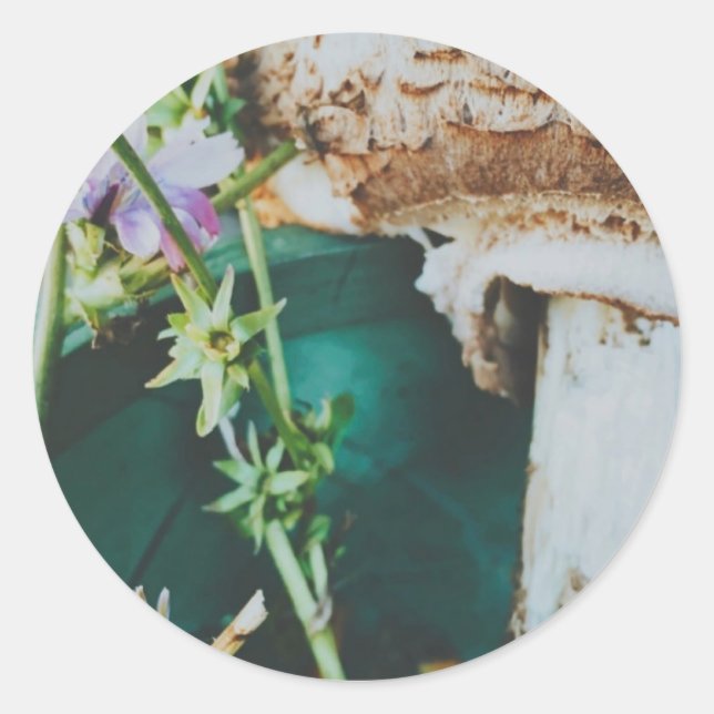 Parasol mushroom, Swedish Archipelago, Sweden Classic Round Sticker (Front)