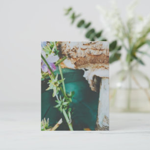 Parasol mushroom, Swedish Archipelago, Sweden Postcard