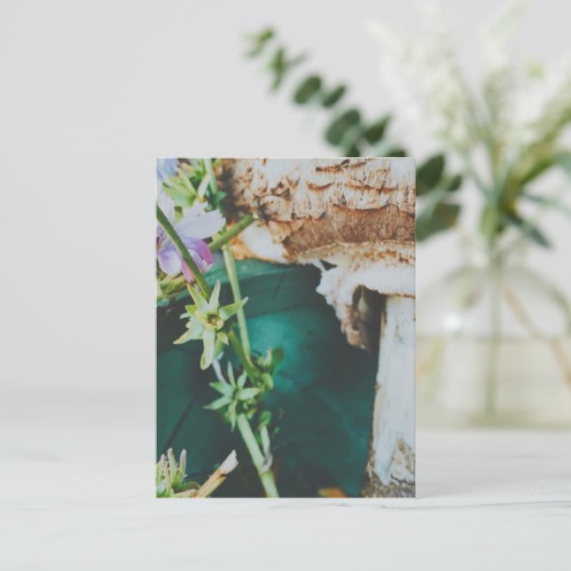 Parasol mushroom, Swedish Archipelago, Sweden Postcard (Standing Front)