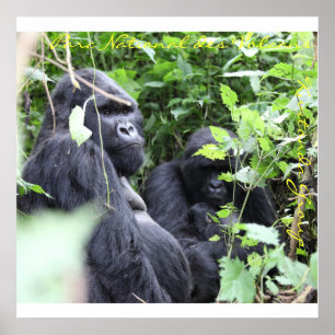 Parc National des Volcans, Kwitonda Group Poster