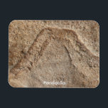 Pareidolia Magnet<br><div class="desc">Pareidolia
Is the mind's ability to see an image within natural
and random objects.
H.B. Miller  2000  Talking Canyons,  New Mexico</div>